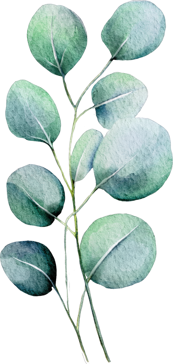 Eucalyptus Leaf